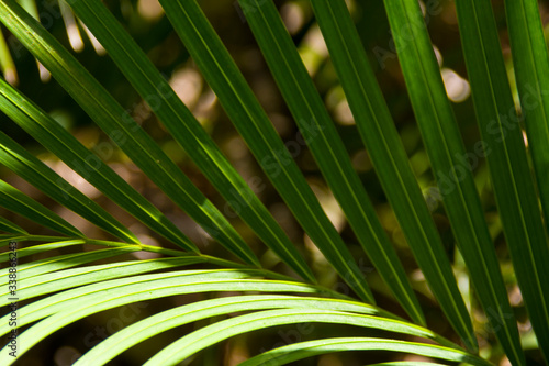  green palm leaves  in the foliage background