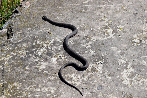 A beautiful gray snake crawls on a concrete slab.