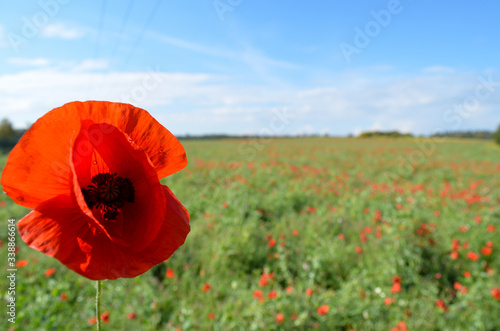 red poppy field