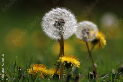 Dandelion closeup photography with green background