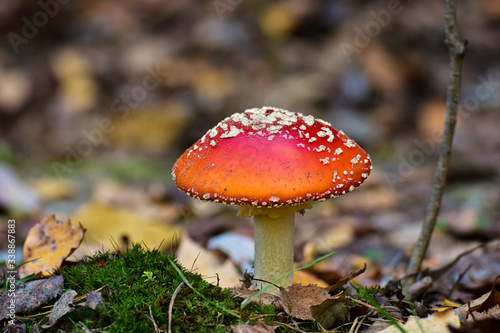 The red fly agaric in the forest.