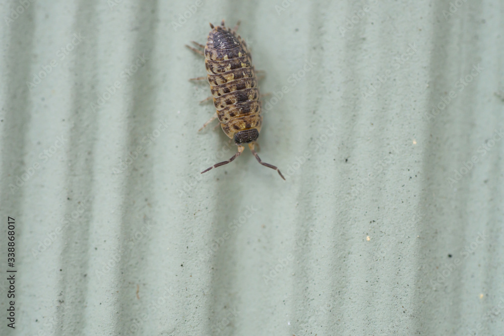 Brickwork Woodlouse in Springtime Brickwork Woodlouse in Springtime