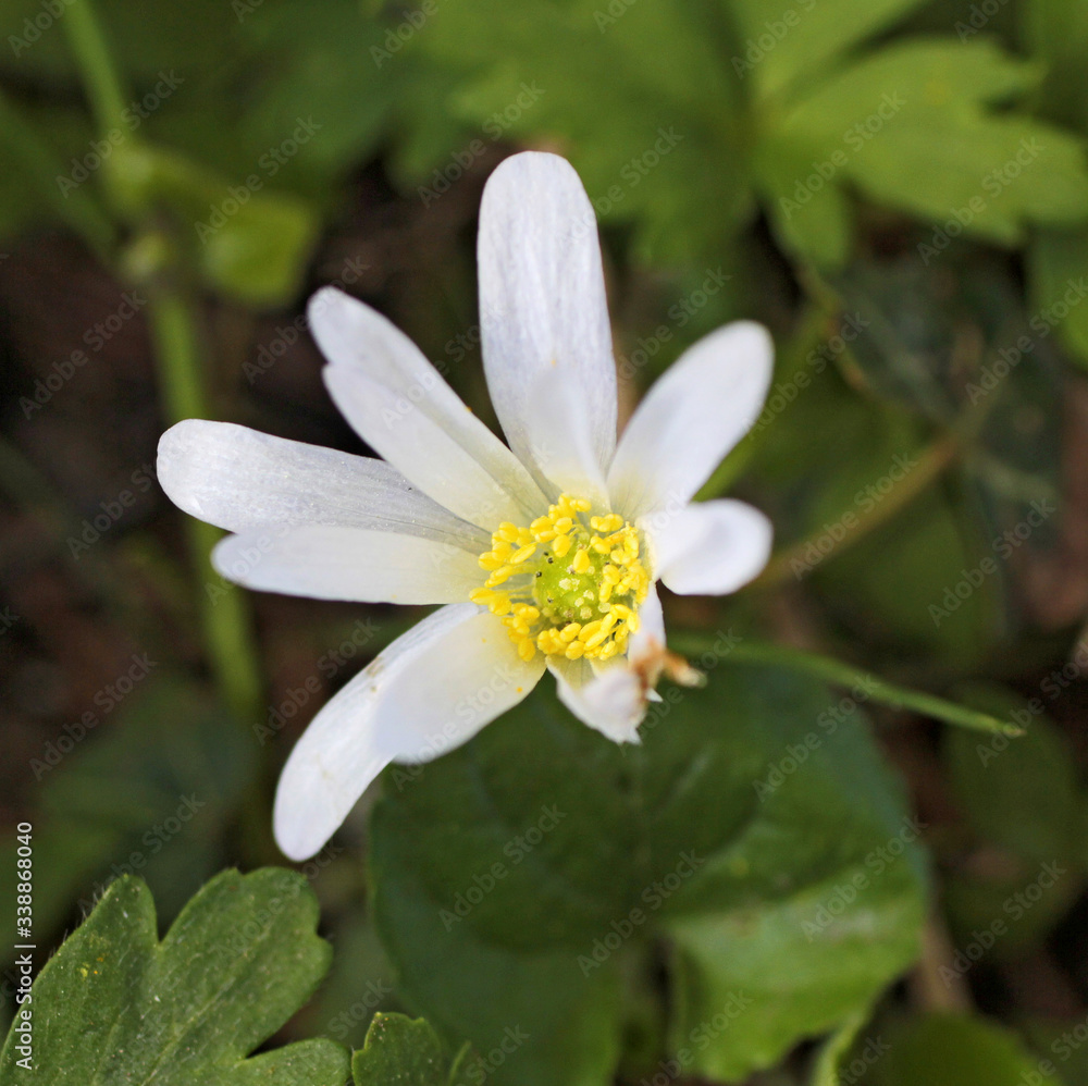 fleur blanche sauvage, fleur blanche sauvage,
