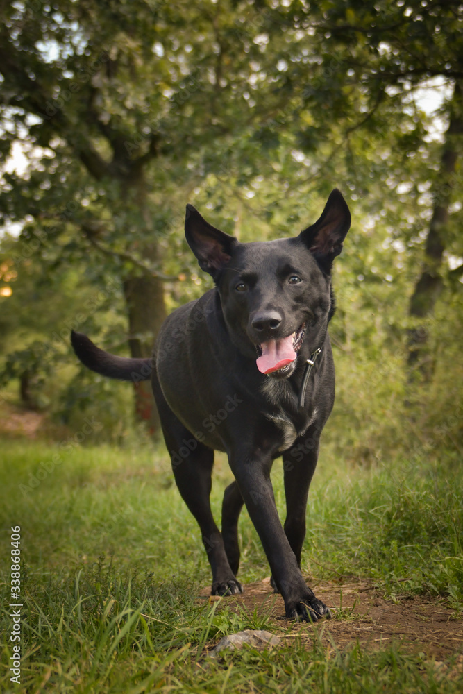 Black dog is running on the way in nature.  She is after running so she is so happy