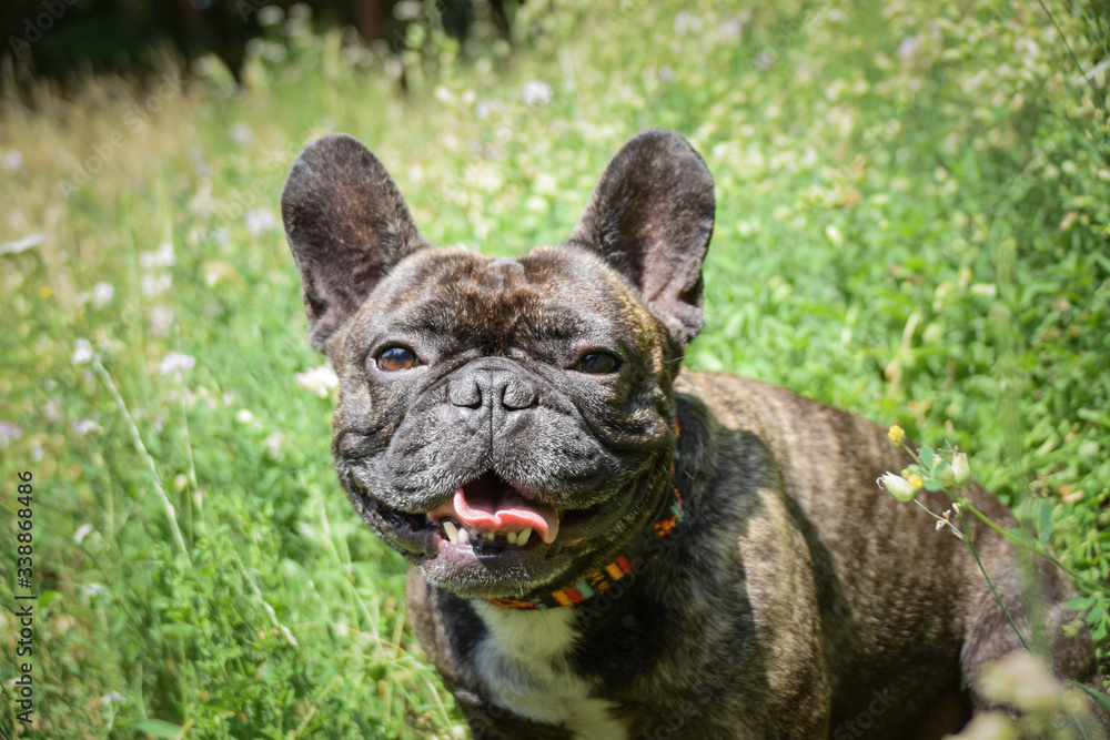 French bulldog is sitting on the way in nature.  She is after running so she is so happy