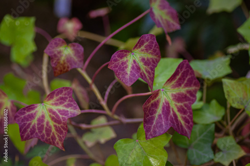 Colorful leaf ivy. Ivy plant in the garden.