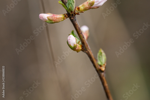 Nanking Cherry Flower Buds in Springtime © Erik