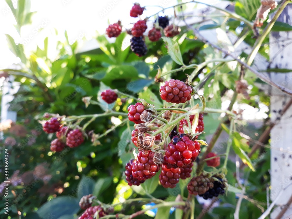 Branches with unripe blackberries, in the garden. Branches with unripe blackberries, in the garden.
