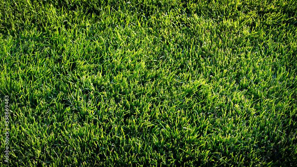 Obraz premium Zielona trawa rosnąca na łące.