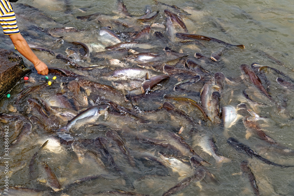 Feeding catfish at Wat Phanan Choeng Temple