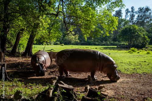 Haller Park Hippo