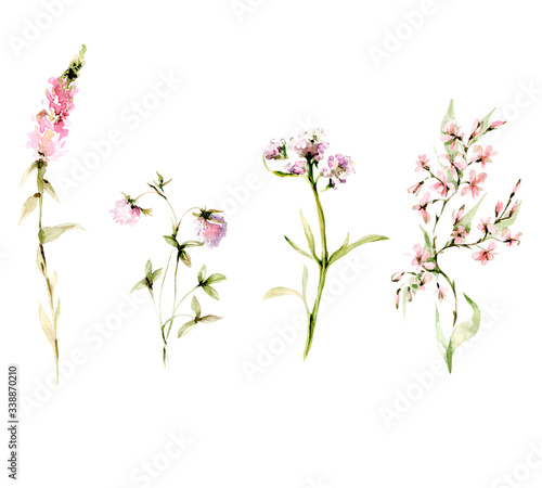 Hand drawing watercolor set of wild flowers. illustration isolated on white