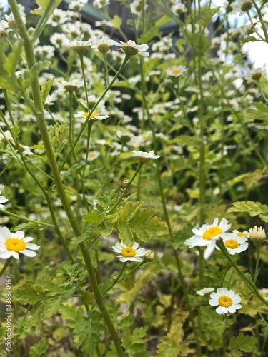 white daisies in a field