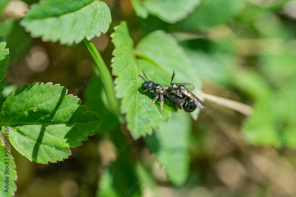 Small Carpenter Bees Mating in Springtime Small Carpenter Bees Mating in Springtime