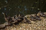 ducks near the water