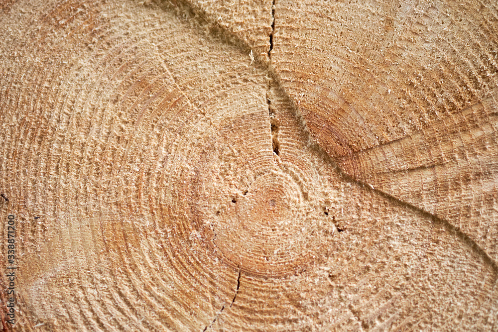 Fototapeta premium Detailed texture of annual ring on wooden beam