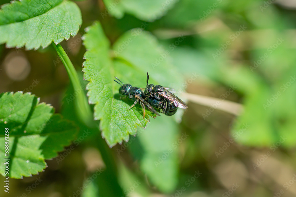Small Carpenter Bees Mating in Springtime Small Carpenter Bees Mating in Springtime