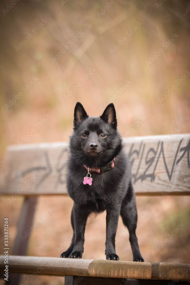 Autumn portrait of schipperke puppy on brench. She is so cute animal with very nice face. Autumn portrait of schipperke puppy on brench. She is so cute animal with very nice face.