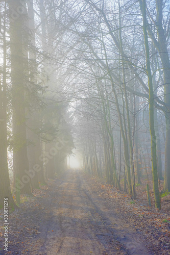 Tall bare autumn trees along the straight countryside pathway on foggy day