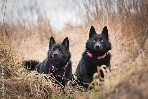 Young females of schipperke is sitting in dry reed. They are so patient models. © doda