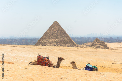 grupo de camelos e bedu  nos pr  ximos a pir  mide de giz   no egito