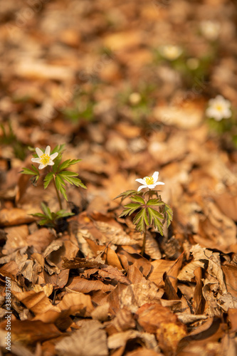 White wildflowers in a forest leaves