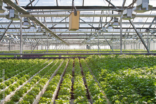 Plants growing inside a modern greenhouse hydroponics