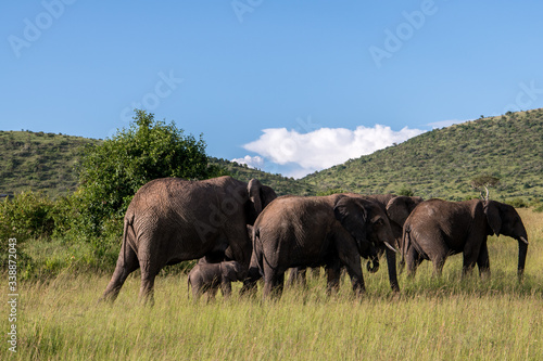 Elephant family 