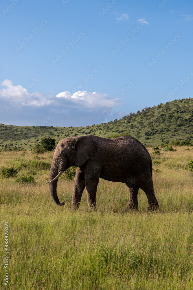 Fototapeta premium Elephant III