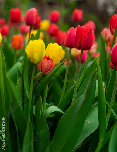 Lot of red and yellow tulips in garden