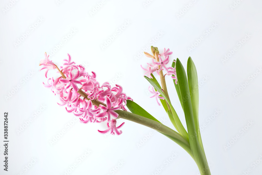 Naklejka premium Hyacinth inflorescence with small pink flowers isolated on a white background.