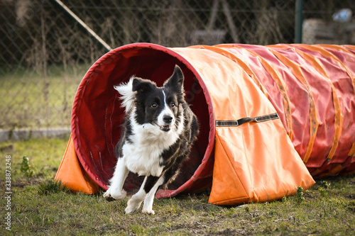 Tricolor border collie in agility tunel on Ratenice competition. Amazing day on czech agility competition in town Ratenice it was competition only for large. photo