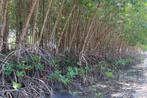 Mangrove forest near the sea