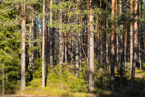 Beautiful pine forest in warm February, Finland, © Elena Noeva