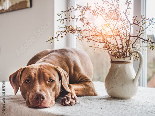 Lovable, pretty puppy of chocolate color. Close-up, indoor. Day light. Concept of care, education, obedience training, raising pets