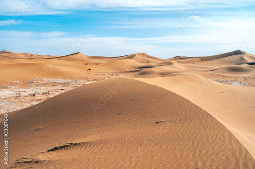 Beautiful landscape of sand dunes and camels on Sahara Desert  Africa