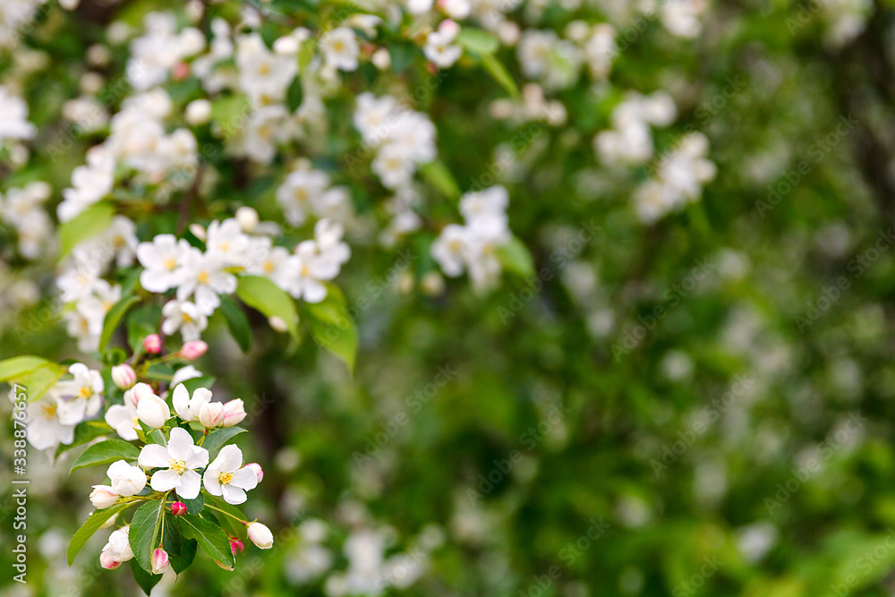 Beautiful thrifty apple-tree in spring. Soft focus Beautiful thrifty apple-tree in spring. Soft focus