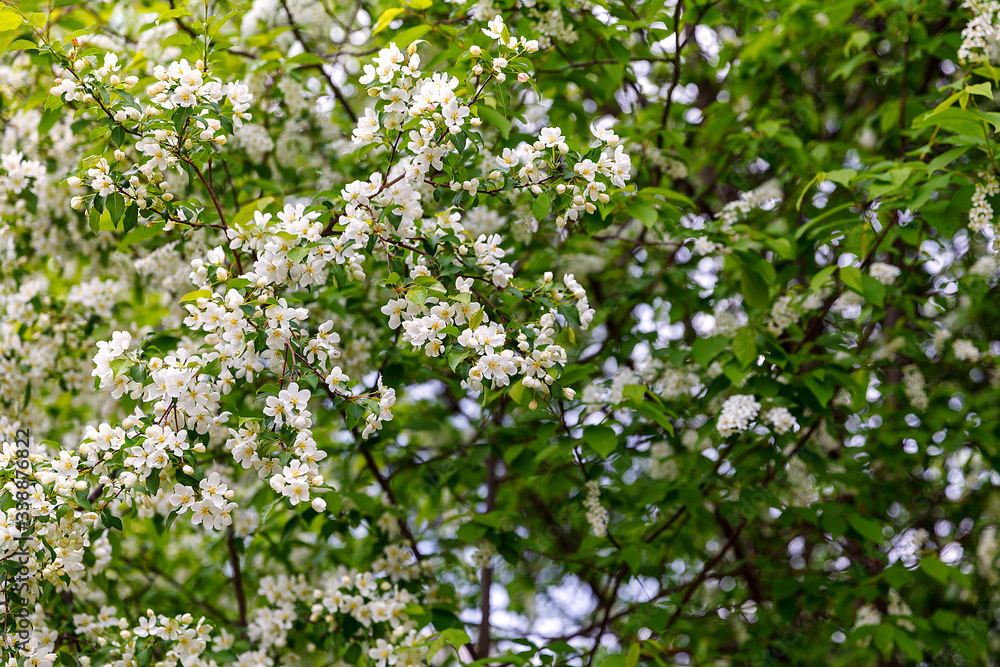 Beautiful thrifty apple-tree in spring. Soft focus Beautiful thrifty apple-tree in spring. Soft focus