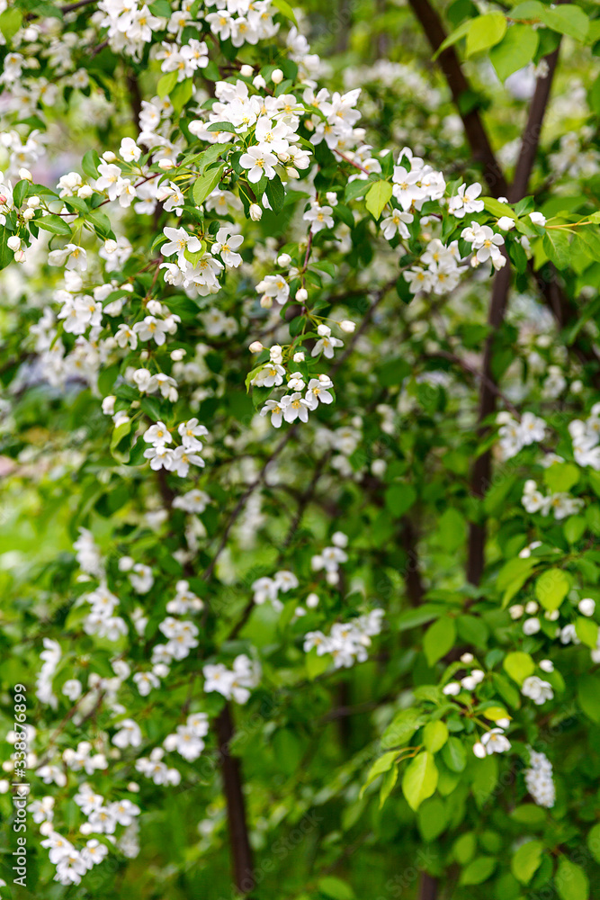 Beautiful thrifty apple-tree in spring. Soft focus Beautiful thrifty apple-tree in spring. Soft focus