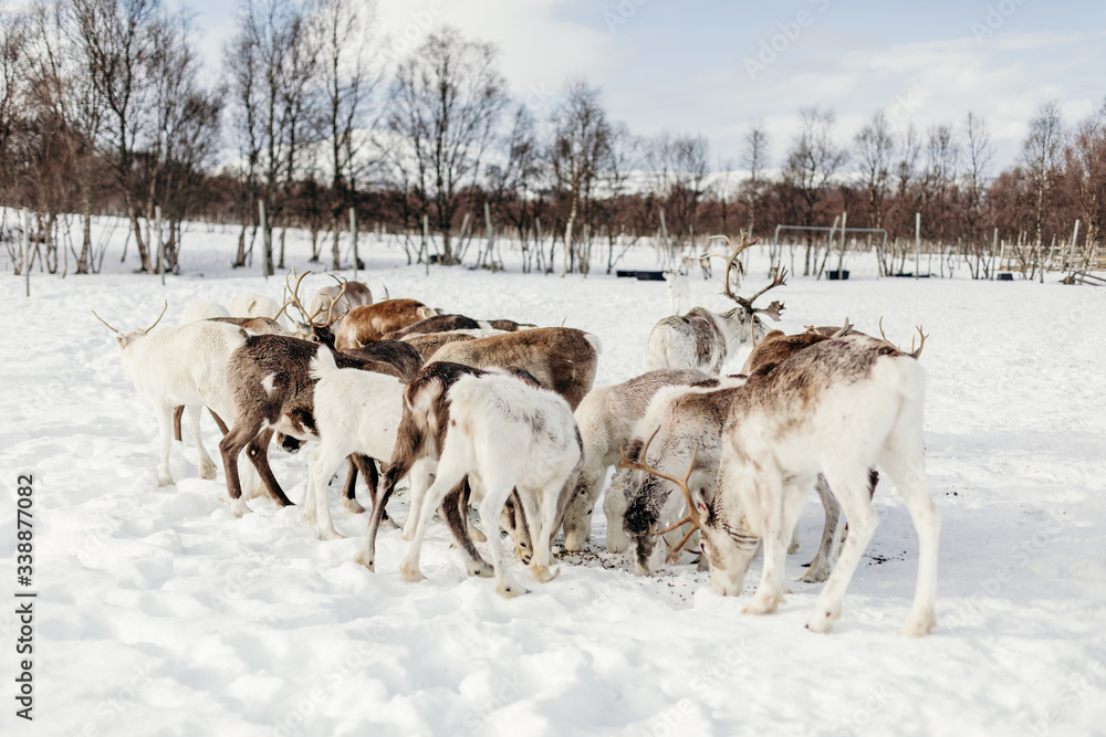 Granja de renos en Noruega