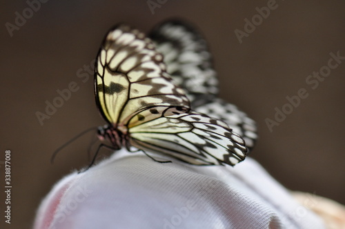 Schmetterling, Falter