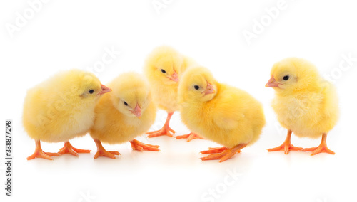 Fotografie, Obraz Five yellow chickens.