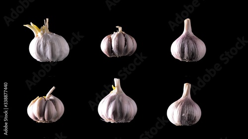 Many heads of ripe garlic against black background. Macro shot of many fresh organic garlic. Prevention of Coronavirus or COVID-19. Good for immunity