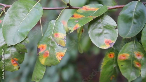 Pear green leaves with red spots of Pear rust or Gymnosporangium sabinae photo