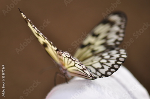 Schmetterling, Falter