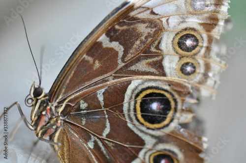 Schmetterling, Falter