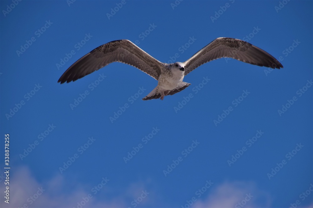 Seagull with clear blue sky background and copy space Seagull with clear blue sky background and copy space