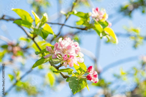 tender fresh bright spring branches of Apple trees, Apple tree blooming, tender pink buds © naala