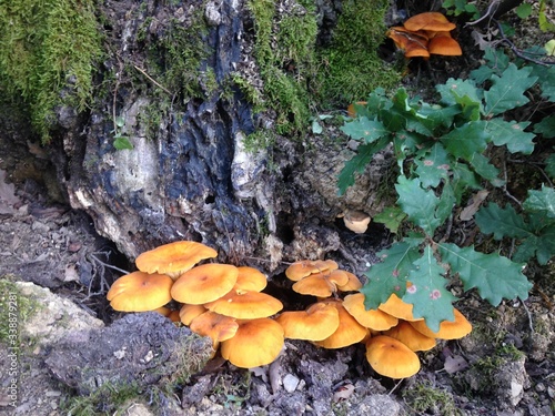 funghi non commestibili in aperta campagna