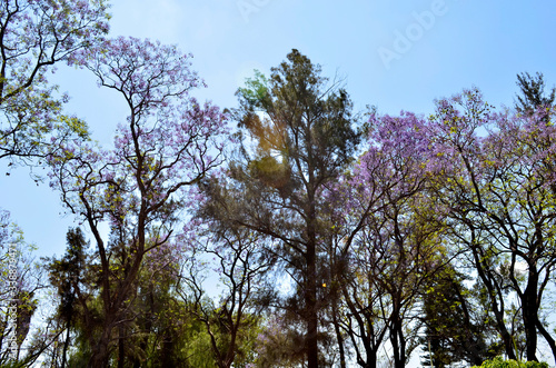 Jacarandas